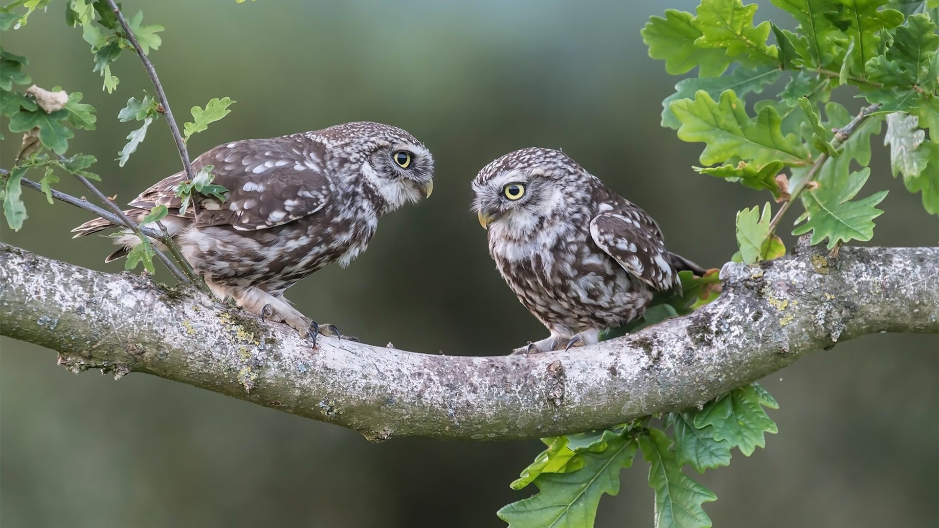 世界排名争夺战之夜,绝境重生!巴斯托尼末节接管比赛,一举锁定种子席位!