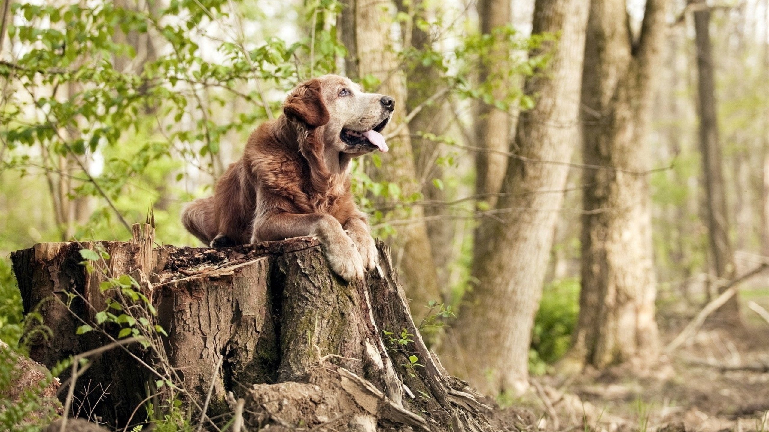 伊布闪耀美加墨世界杯之夜,巨星价值,超越胜负的传奇光芒
